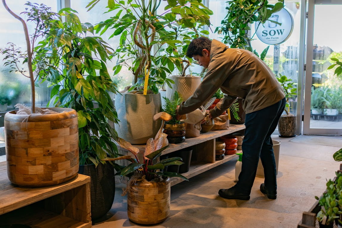 ショップの棚に鉢植えを並べる社員の写真