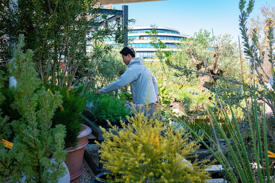 青空の下、屋外の植木置き場で樹木を手入れする社員の写真