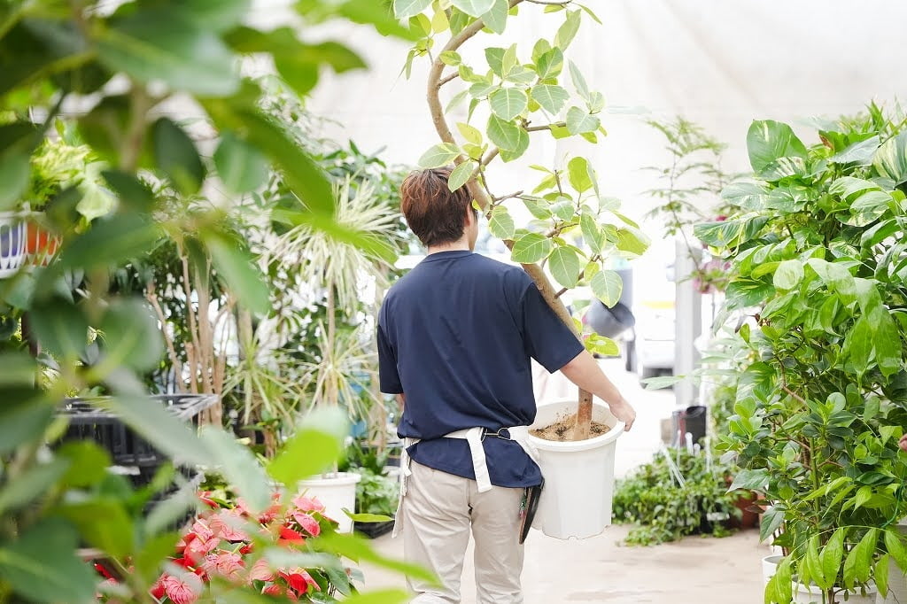 園芸ハウスの通路で大きな鉢植えを抱えて運ぶ社員の写真