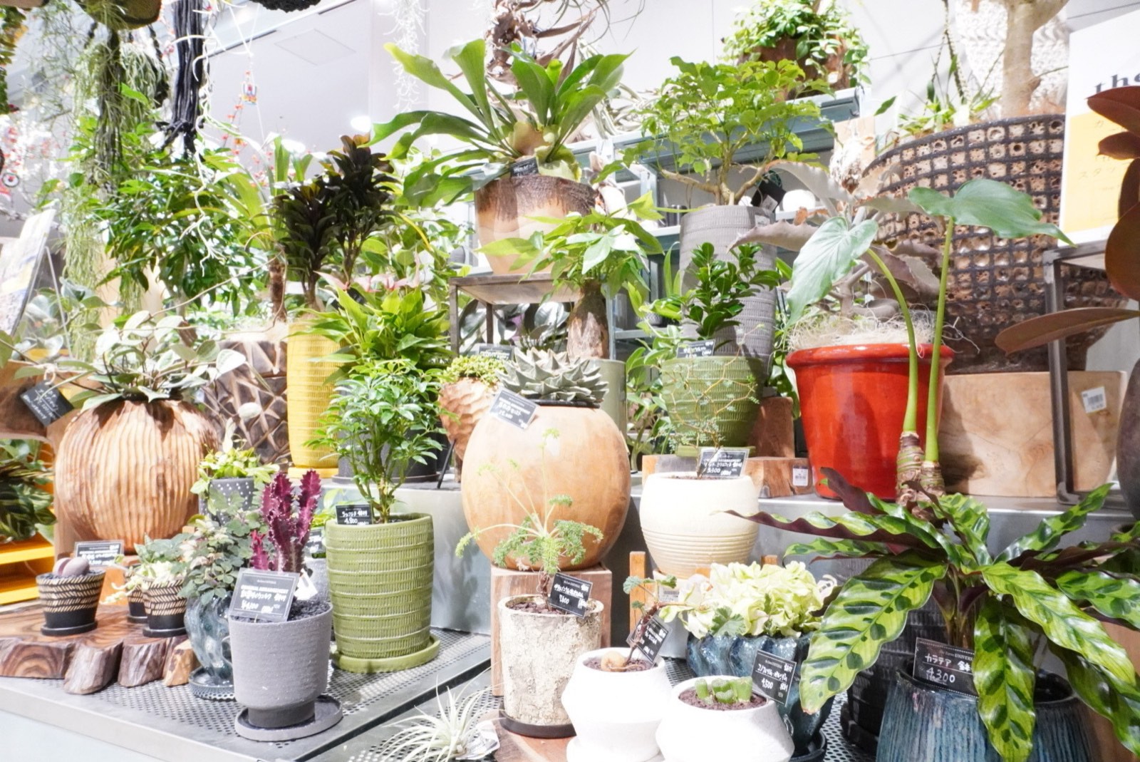 さまざまな鉢植えが並ぶグリーン専門店の売り場の写真